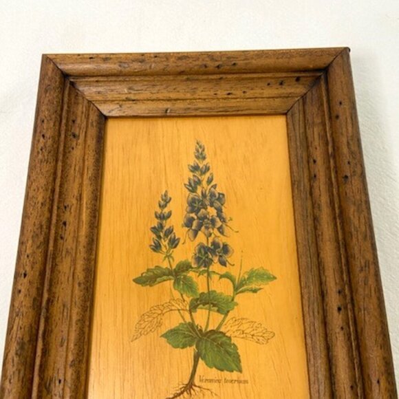Vtg Flower Art on Board Veronica Teocrium Crater Lake Blue Saw-Leaved Speedwell - Picture 2 of 5
